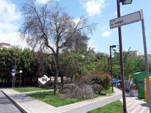 Largo Volpi - albero_md