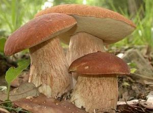 Funghi