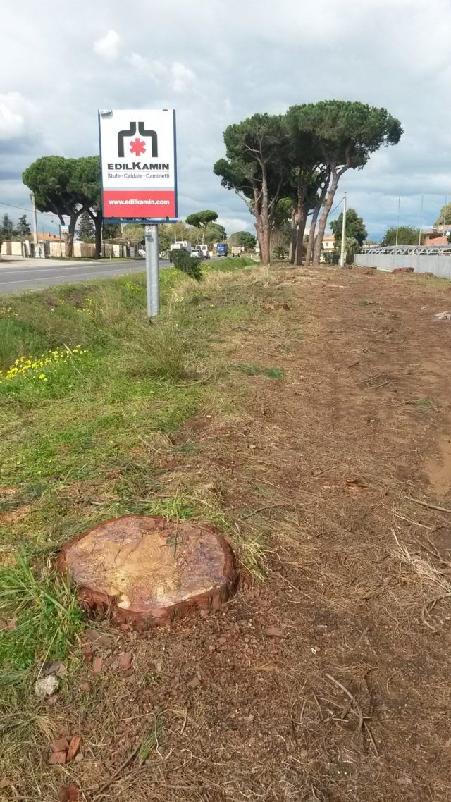 TAGLIO PINI TERRACINA
