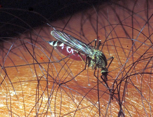 INFEZIONI ESTIVE CAUSATE DA ZANZARE E SESSO NON PROTETTO