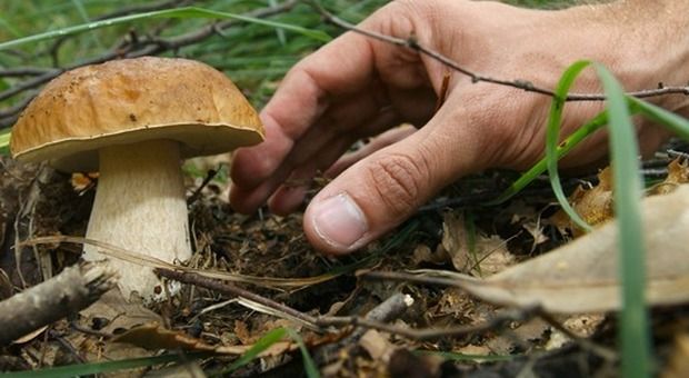 raccolta funghi