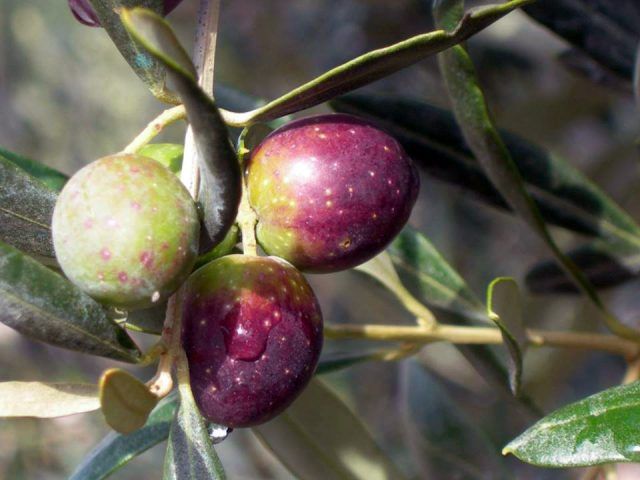 OLIVA ITRANA