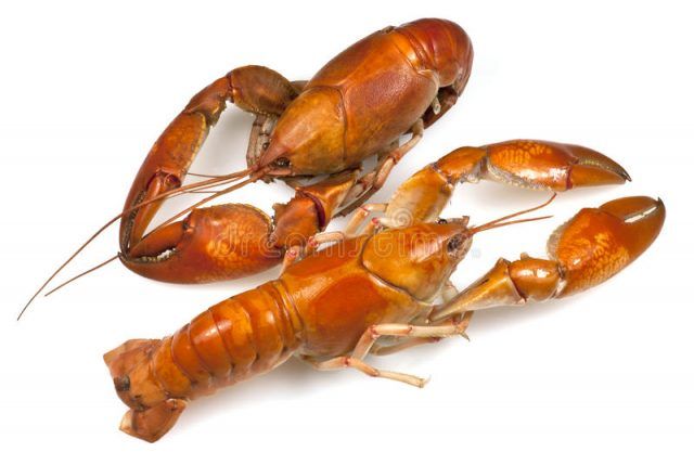 yabby-o-aragosta-d-acqua-dolce-28197633