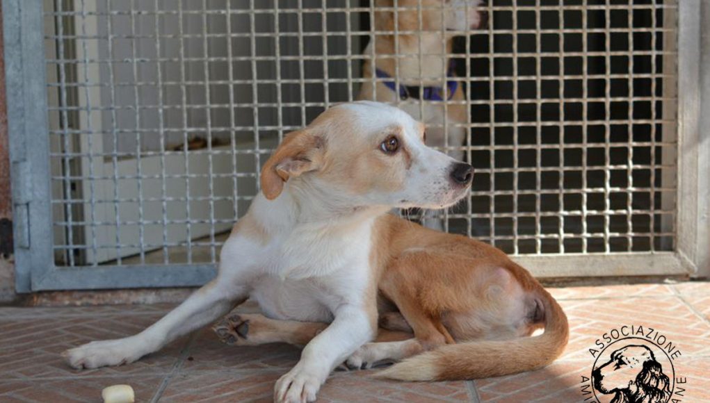 Associazione Amici del Cane di Latina 8