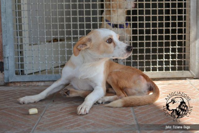 Associazione Amici del Cane di Latina 8
