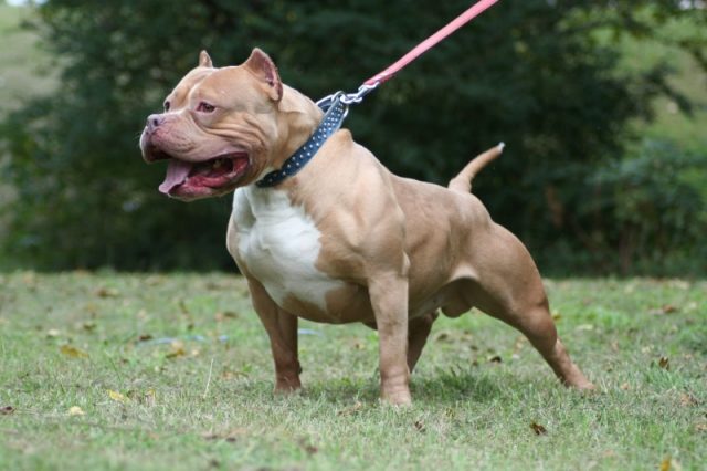 pitbull-1