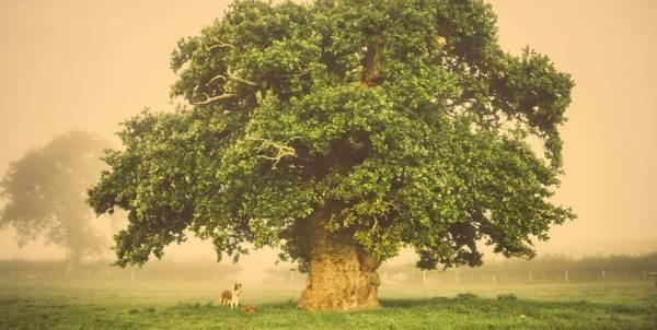 albero_europeo_premioa