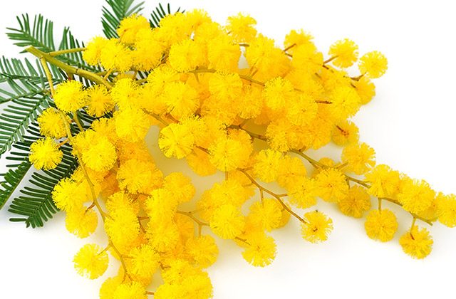 Festa-della-donna-2019-perché-si-festeggia-storia-e-significato