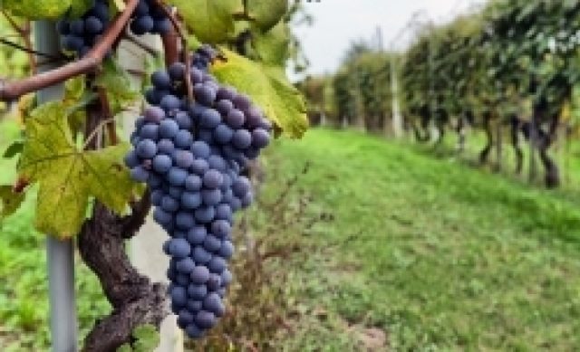 vino