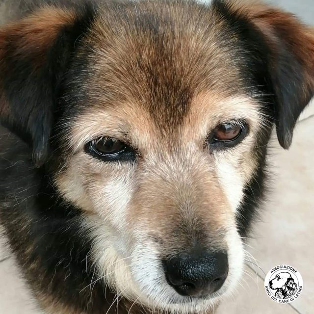 Amici del Cane di Latina 5