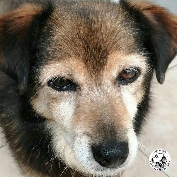 Amici del Cane di Latina 5