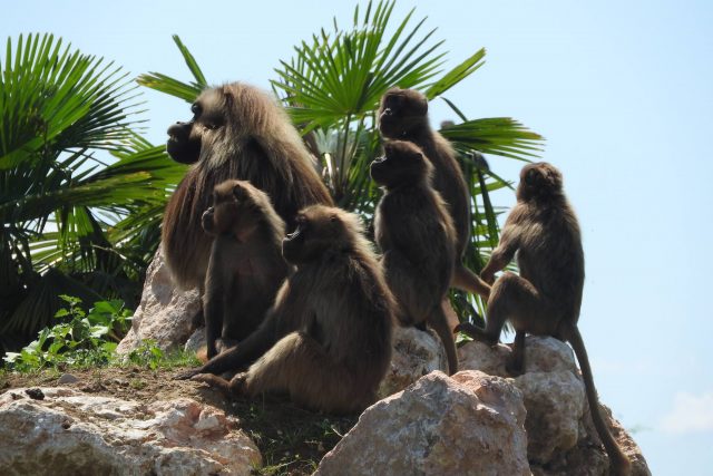 Gelada gruppo
