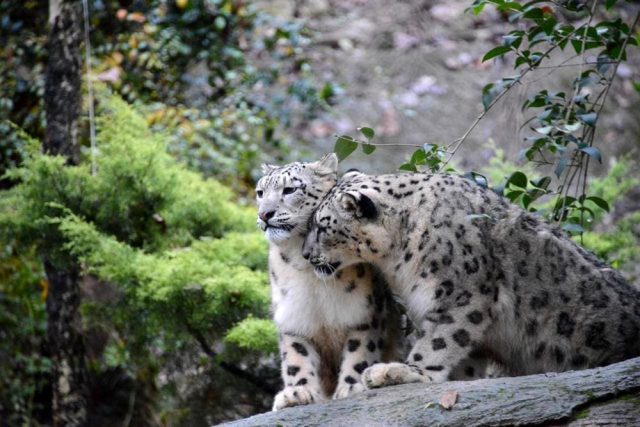 Nudan e Samira al Parco Natura Viva