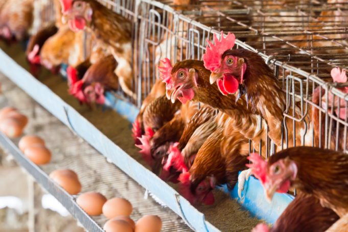uova-galline-allevamento-iStock_000045208374_Small
