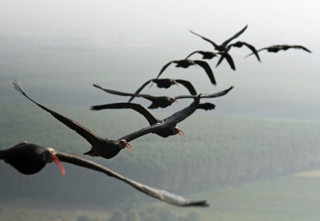 Ibis eremita del progetto _Reason for hope_ in volo