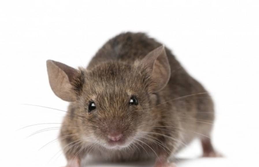 ratto-grigio-1
