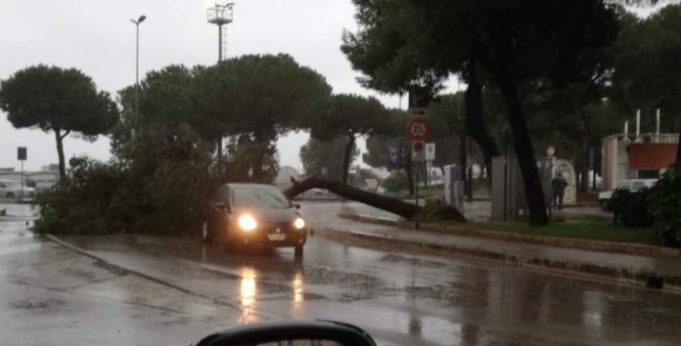 albero-formia
