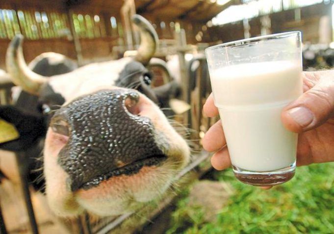 mucca latte