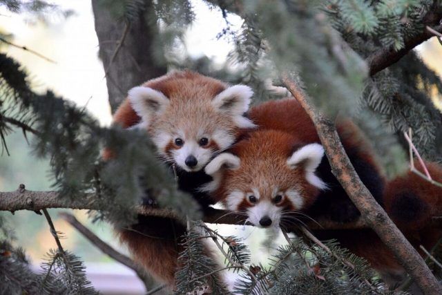 Panda rosso_3