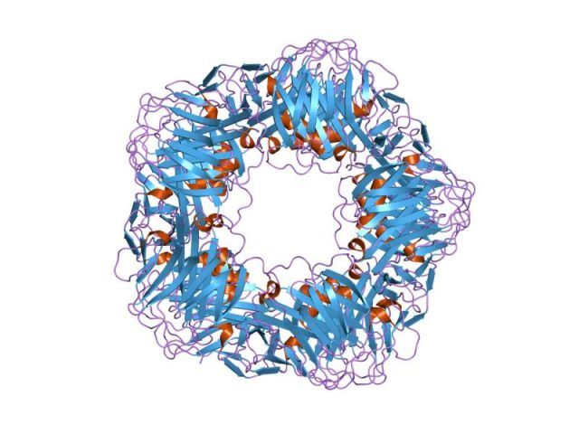 Proteina_C_reattiva