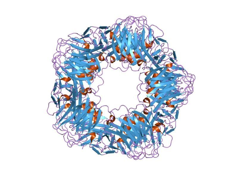 Proteina_C_reattiva