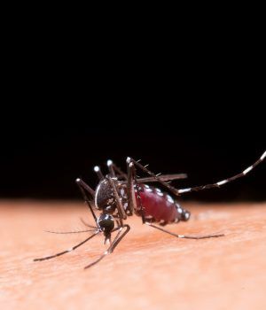Mosquito