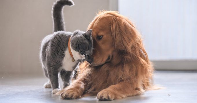 cane_gatto