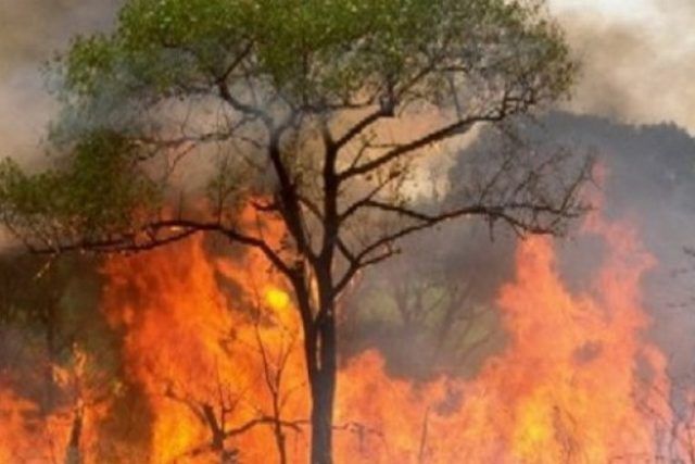 incendio boschi
