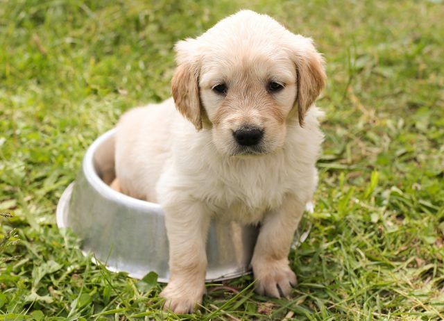Cagnolino