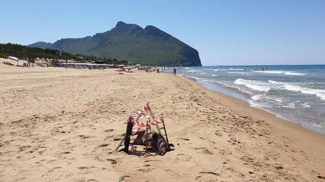 Sabaudia-carcassa di cinghiale in spiaggia