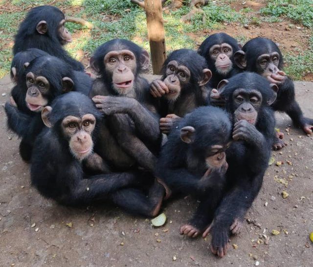 Tacugama Chimpanzees Sanctuary, un gruppo di giovani scimpanzé ospitati