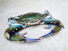 Strage di Granchi Blu nel lago di Fogliano. Allarme disastro ecologico. Il lago muore