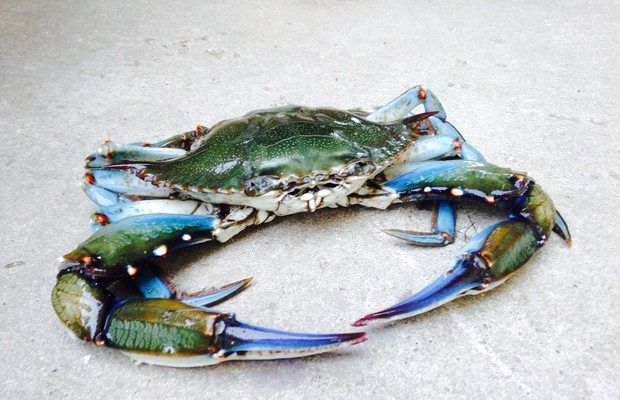 Strage di Granchi Blu nel lago di Fogliano. Allarme disastro ecologico. Il lago muore