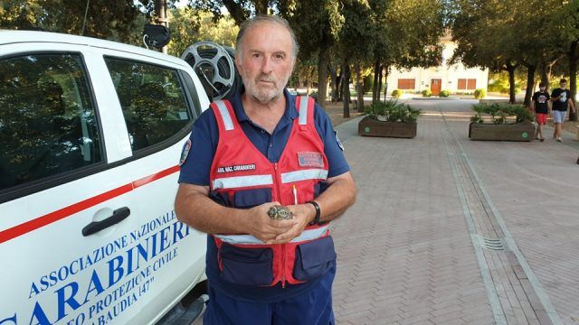 Anc-civetta ferita