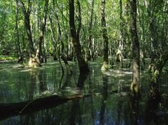 Il Microcosmo delle Meraviglie : Perchè il futuro del pianeta si decide nei piccoli ecosistemi