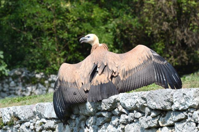 Acale, grifone reintrodotto in Friuli Venezia Giulia (1)