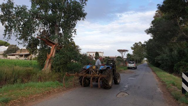 Anc-rimozione albero