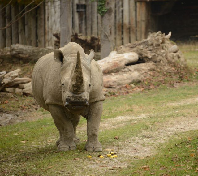 Toby, rinoceronte bianco al Parco Natura Viva con nyala