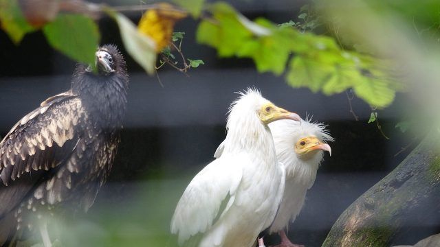il giovane capovaccaio con i genitori