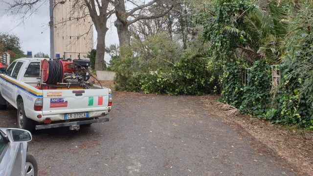 Anc-caduta albero cencelli