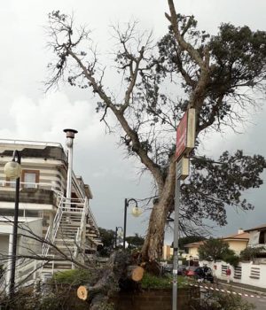 Sabaudia-albero caduto