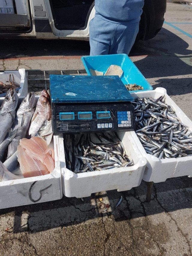 pescato-scauri