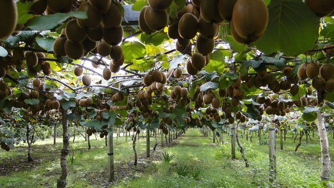 Cisterna-kiwi