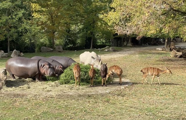 Ippopotami, rinoceronti e antilopi al Parco Natura Viva (1)