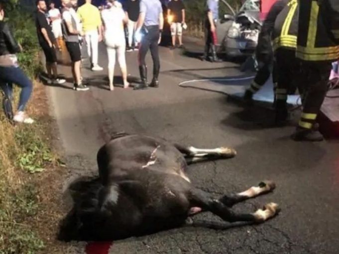 cavallo-morto
