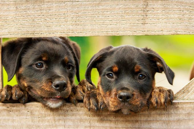 rottweiler-1785760_1280 cani
