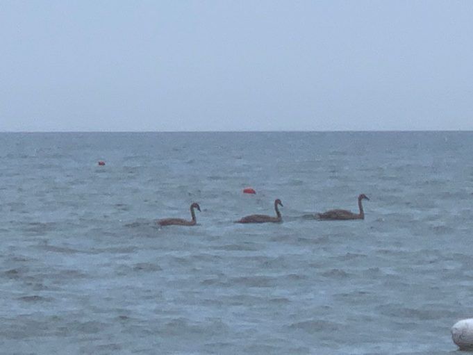 Cigni lido di Latina