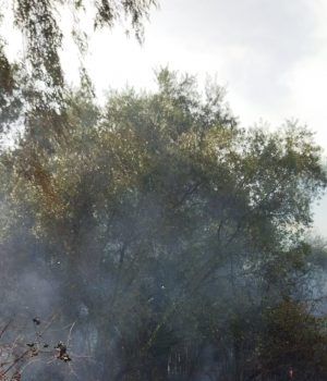 Sabaudia-incendio Migliara 49