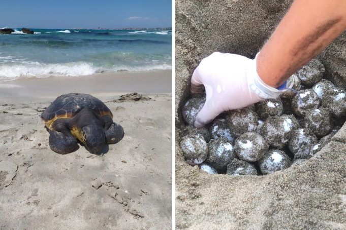 nidi-caretta-caretta