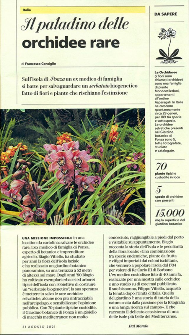 orchidee